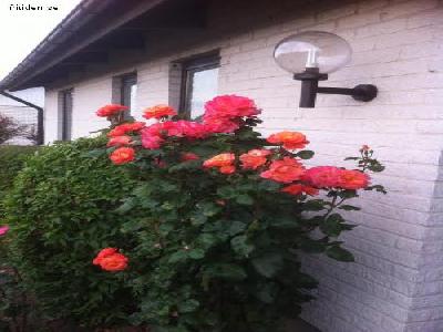 Sommarboende Gamla Simrishamn